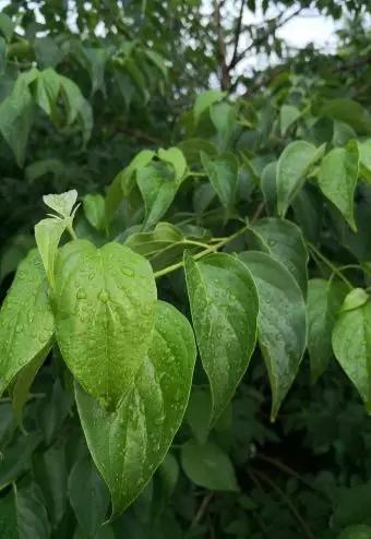 山东省地方特色食用物质管理研讨暨专家咨询会 15日在高新区天宝镇毛梾文化产业园举行