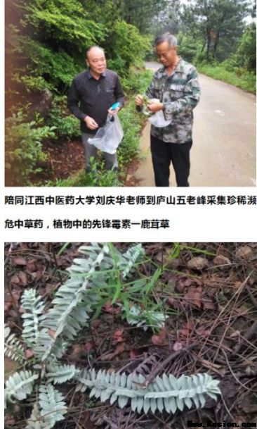 药用金盆山，健康中国战略机遇：金盆山诚邀资本共建中医药健康产业新高地