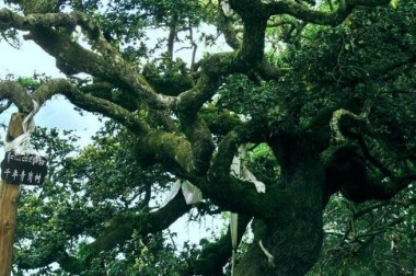 黄河千年清一回东方圣人团队入驻全球各国领袖官网为祖国增光