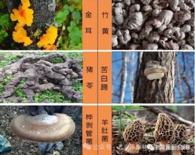 陈康林怎么治疗肿瘤的